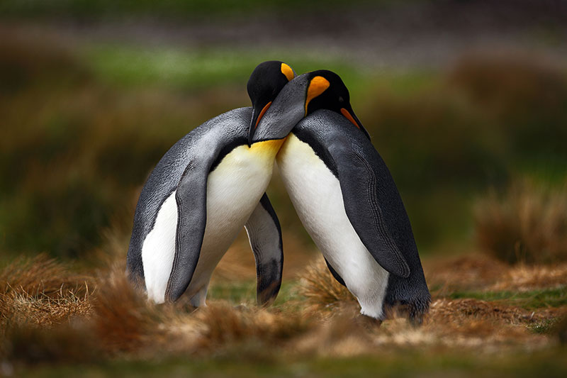 pingviinit2_800 pingviinit2_800