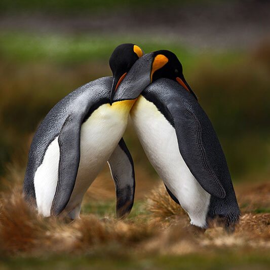 pingviinit2_800 pingviinit2_800