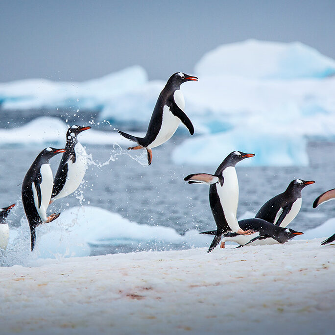 upseller-penguins upseller-penguins