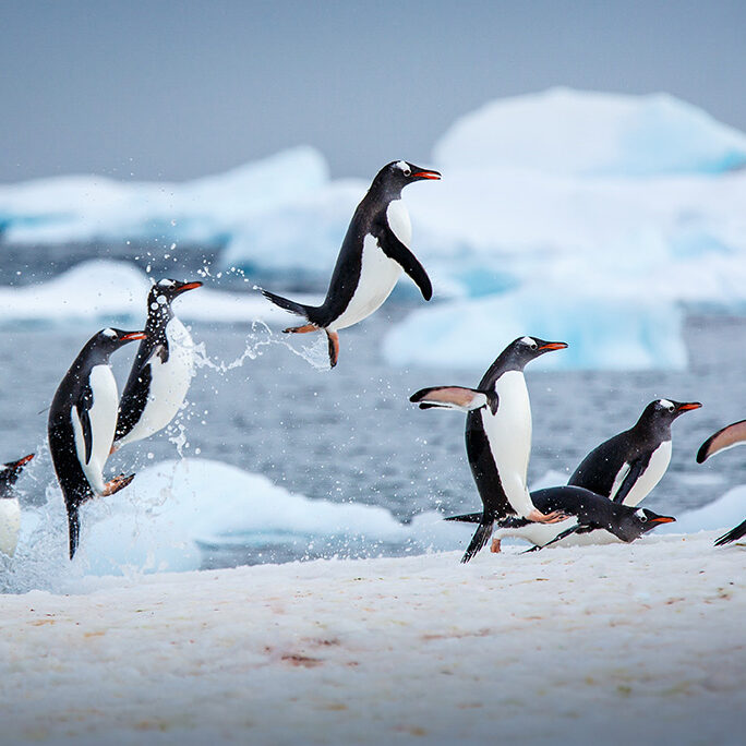 upseller-penguins